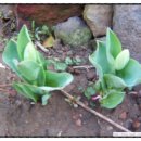 노을과포도향기 이미지