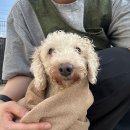 선여불로 이미지