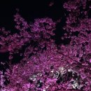 양재천 수변무대3 이미지