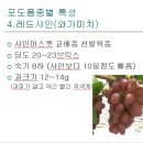 So4대목삽수.포도접목묘목 이미지