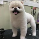 개모임애견샵