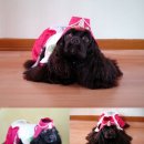 절세미견 이미지