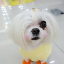 장보는강양이