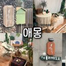 칸트하우스 | 제주 애월 | 분위기 좋은 게스트하우스, 애몽