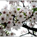 유채꽃향기처럼 이미지