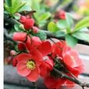 동백여인숙 이미지