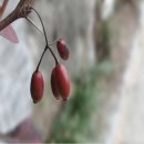 치매예방을 위한 뇌건강 레시피 | 🍒 오미자 치매 예방 효능 - 쉬잔드린 항산화물질로 뇌 건강 지키기 🧠