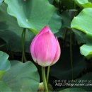 연꽃 - 춘천시 스무숲1길 36-2 | 연꽃