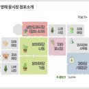 향원조경 | 양재꽃시장 분화매장 방문 화분 구입! 플랜테리어에 딱 (영업시간 가격 주차) 🪴