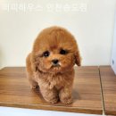 착한퍼피 이미지