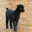 아기염소 이미지