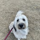 해이당 부산애견호텔 강아지유치원 반려견미용 목욕 교육 훈련 | 우리 아이 반려견 호텔 이용 후기 &amp; 안내, #부산대형견호텔 #김해애견호텔