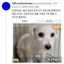 동대구역 유기 강아지 구출모습 + 강아지 보호소로 간 근황 이미지