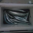 강구바다 이미지