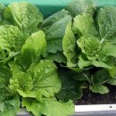 삼칠농장 이미지