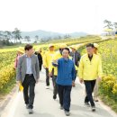 선도수선화 이미지