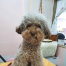 뷰티풀독 이미지