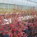 성목목장 이미지