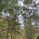 [경북 봉화 숙소] 산 좋고 물 좋은 국립청옥산자연휴양림 산책로, 숙박 후기