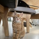 마리네 동물병원 이미지