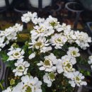 이베리스 이미지