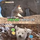 곰순이 이미지