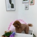 멍살롱 이미지