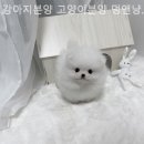 강아지분양 고양이분양 멍앤냥 수원점 이미지