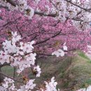 추풍령 벚꽃 이미지
