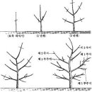 호두나무에 대한 일반 지식(종합) 이미지
