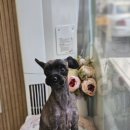 빠몽(PAWMONG) 이미지