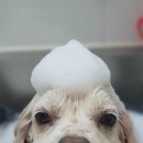 푸른숲동물병원 이미지