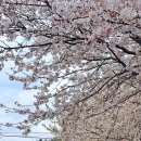 지도 왕벚나무길 이미지