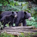 흑곰이다 이미지