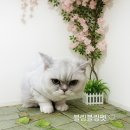 블링펫살롱 이미지