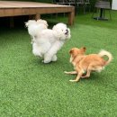 멍찌애견유치원 이미지