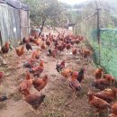 어곡농장 이미지