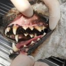 카페거리 동물병원 동행 이미지