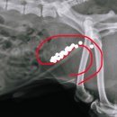 래온동물병원 이미지