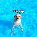 마루네 애견사랑 | [리뷰스크랩]래브라도 리트리버 마루네 방문기[도그마실]강원도 홍천 애견펜션