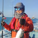 구.복사초 이미지