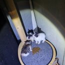 꽁냥이놀이터 이미지