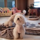 한강펫케어센터 이미지