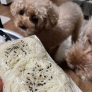 총각네 강아지 이미지