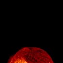 반듯하개 이미지