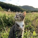 하나카동물병원 이미지