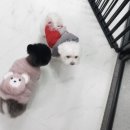 까미애견샵 이미지