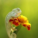 이구아나 이미지