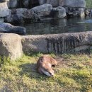 ZOO PC방 | 콜록콜록 독감인가요?