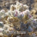 에델바이스 민박 이미지